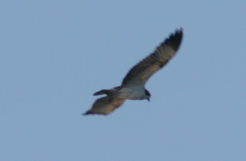 Falco Pescatore