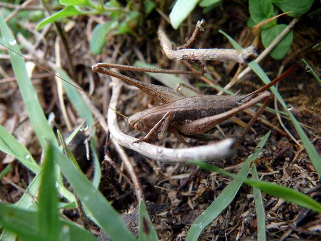 Rhacocleis
