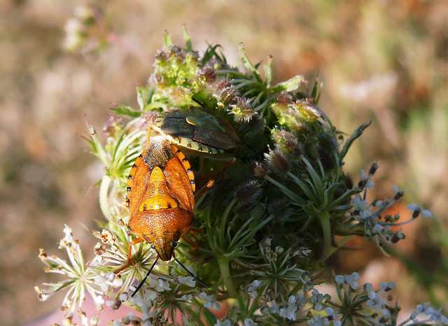 Carpocoris fuscispinus? No,  un C.pudicus