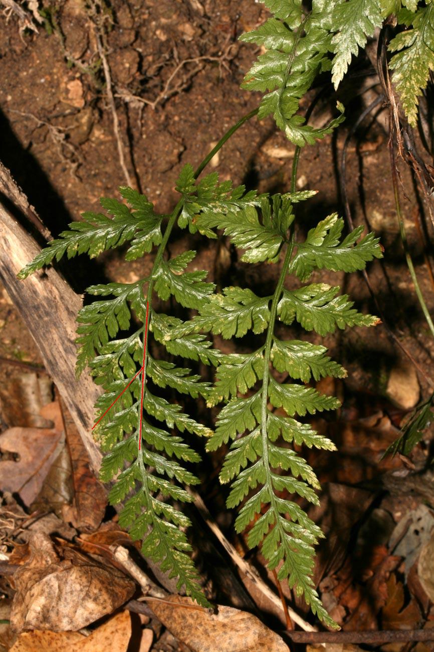 Asplenium adiantum-nigrum