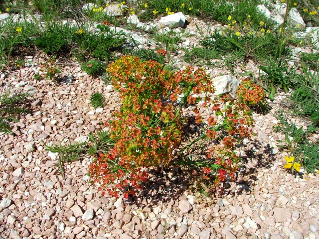 Monte subasio