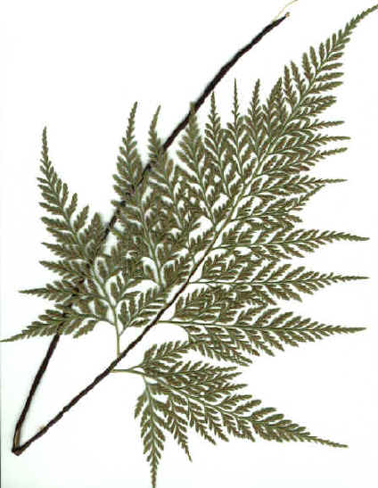 Asplenium adiantum-nigrum