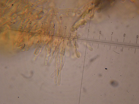 Corticioide - (Hyphodontia gossypina)