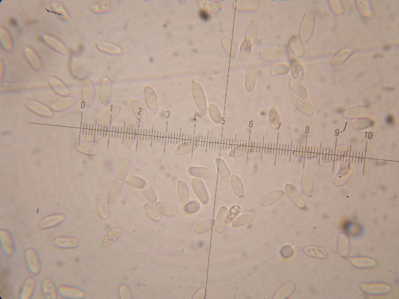 Da determinare (Datronia mollis)