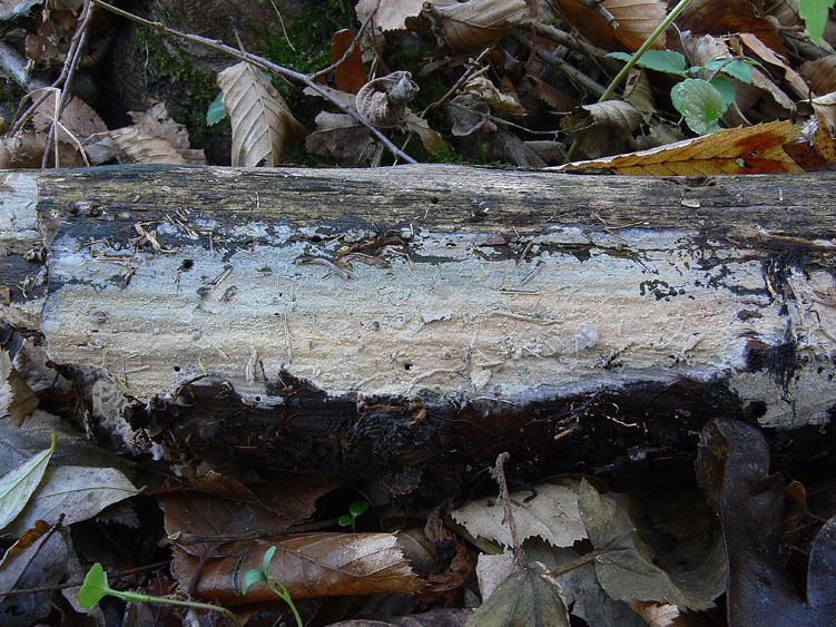 Ultimo corticioide del 2007 (Gloeocystidiellum porosum)