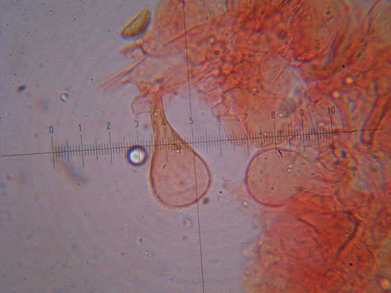Conocybe pubescens?