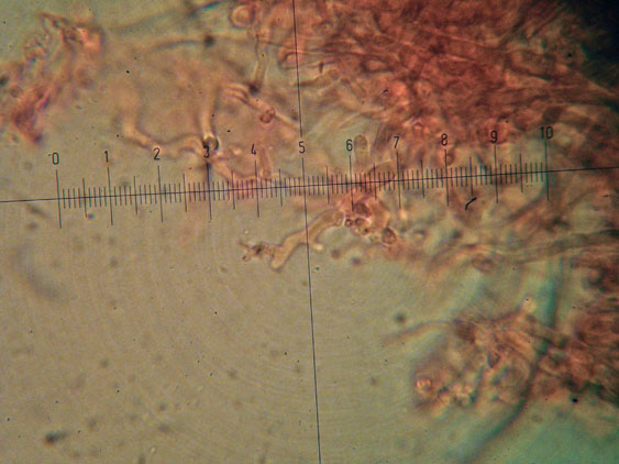 Polyporaceae da determinare (Datronia mollis)
