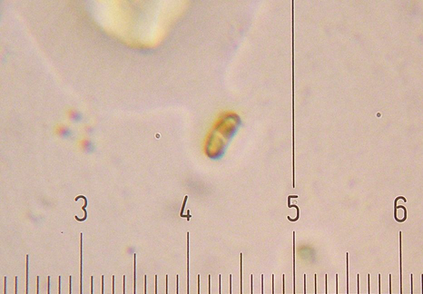 Sfida al microscopio!!