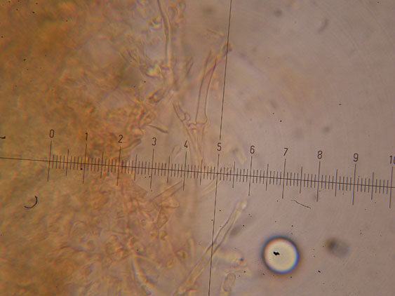 Corticioide - (Hyphodontia gossypina)