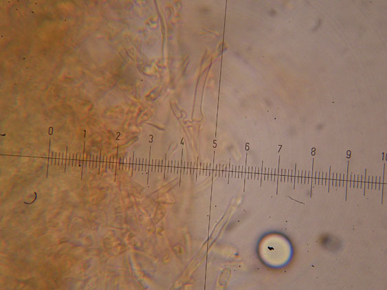 Corticioide - (Hyphodontia gossypina)