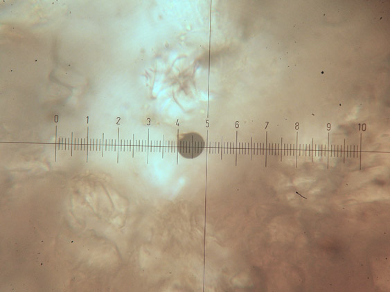 Phellinus punctatus