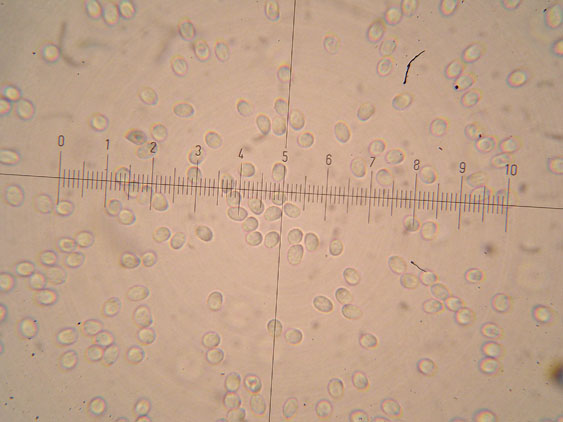 Ultimo corticioide del 2007 (Gloeocystidiellum porosum)