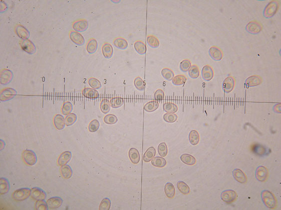 Tubaria hiemalis