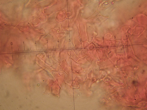 Da determinare (Phanerochaete leprosa)