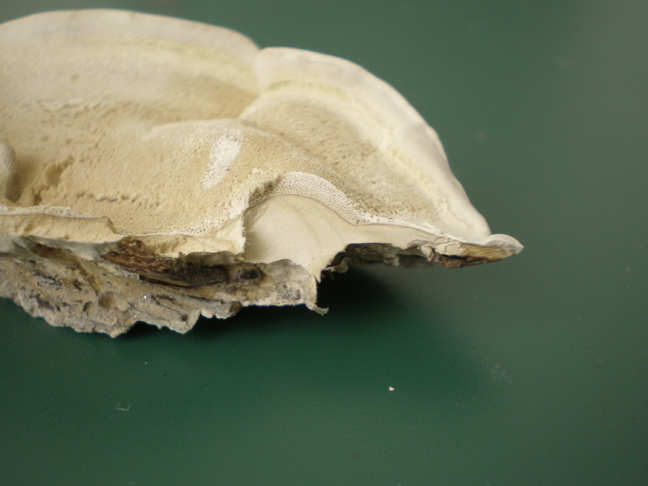 Da determinare  (Bjerkandera fumosa)