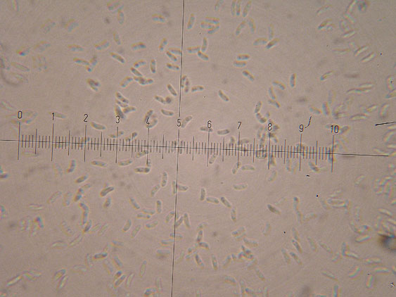 Oligoporus subcaesius? - (Tyromyces subcaesius)