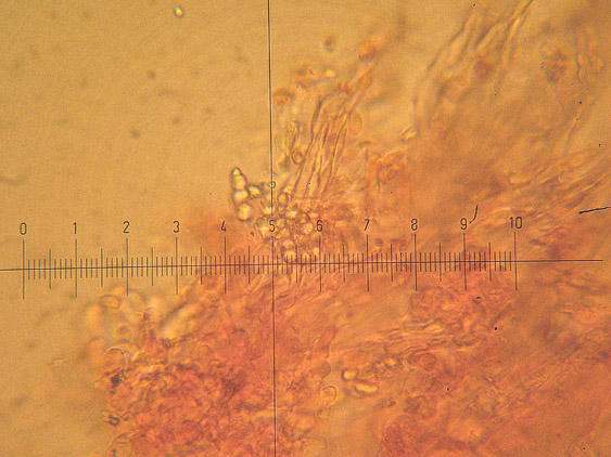 Corticioide - (Hyphodontia gossypina)