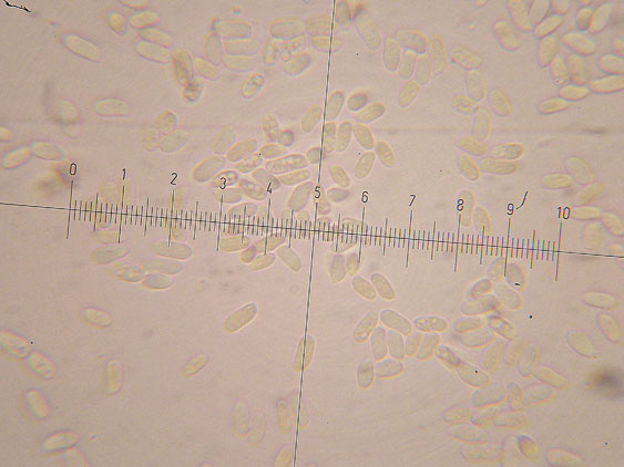 Corticioide da determinare - (Meruliopsis corium)