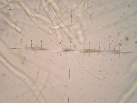 Datronia mollis?