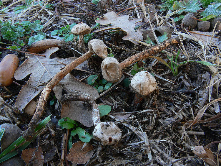 Tulostoma fimbriatum?