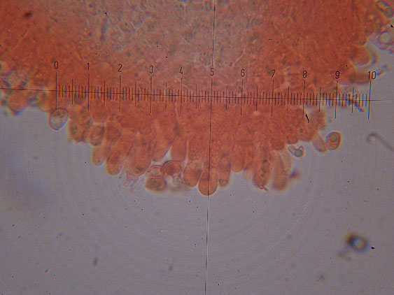 Tubaria hiemalis