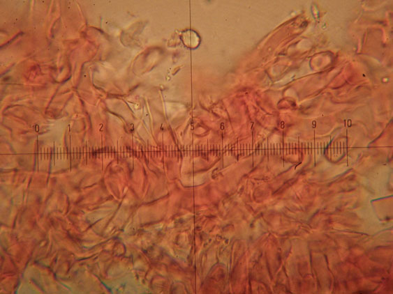 Da determinare (Phanerochaete leprosa)