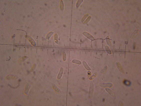 Datronia mollis?