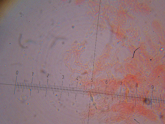 Ultimo corticioide del 2007 (Gloeocystidiellum porosum)