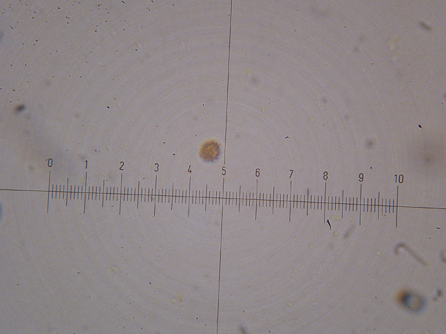 Tulostoma fimbriatum?