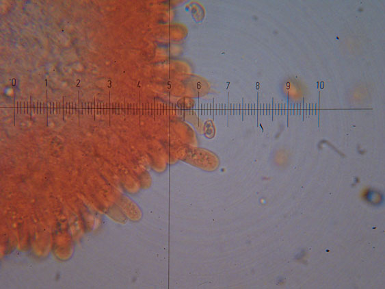Tubaria hiemalis