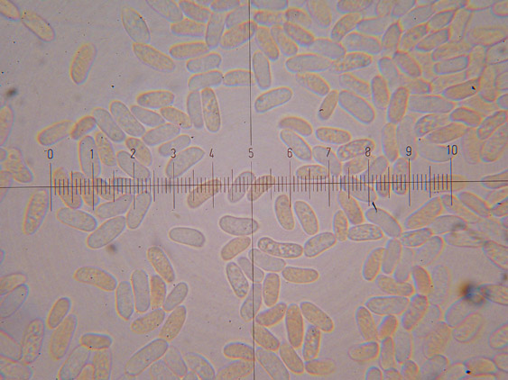 Hyphoderma setigerum (Fr.) Donk