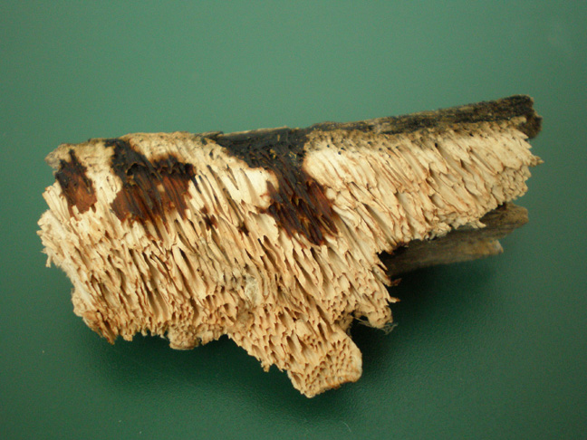 Polyporaceae da determinare (Datronia mollis)