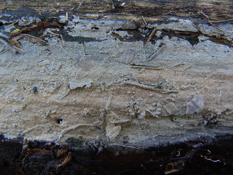 Ultimo corticioide del 2007 (Gloeocystidiellum porosum)