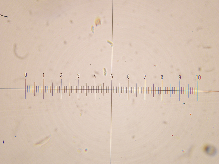 Sfida al microscopio!!