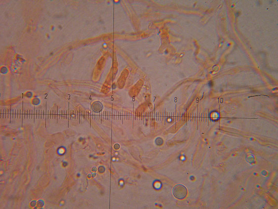 Oligoporus subcaesius? - (Tyromyces subcaesius)