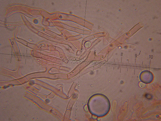 Corticioide da determinare - (Meruliopsis corium)