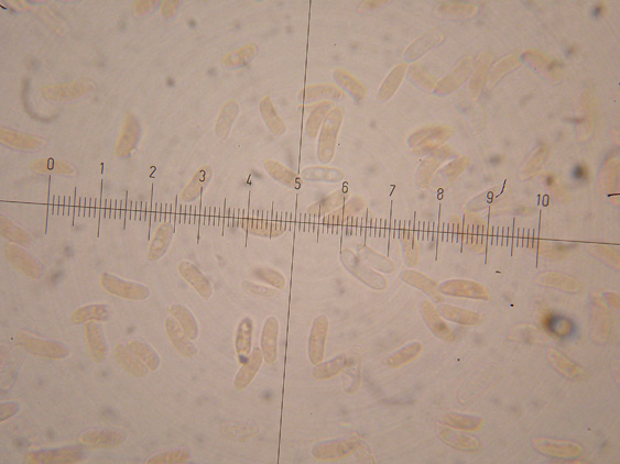 Datronia mollis?