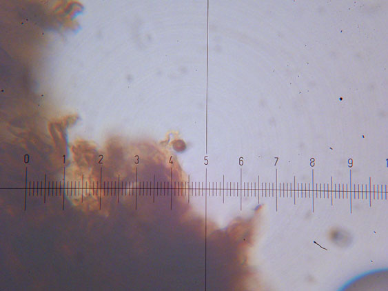 Phellinus punctatus