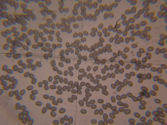 Ultimo corticioide del 2007 (Gloeocystidiellum porosum)