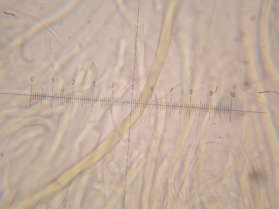 Datronia mollis?