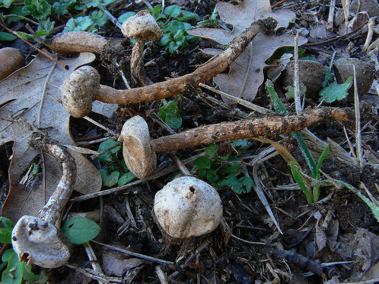 Tulostoma fimbriatum?