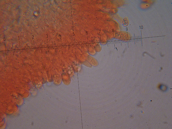 Tubaria hiemalis