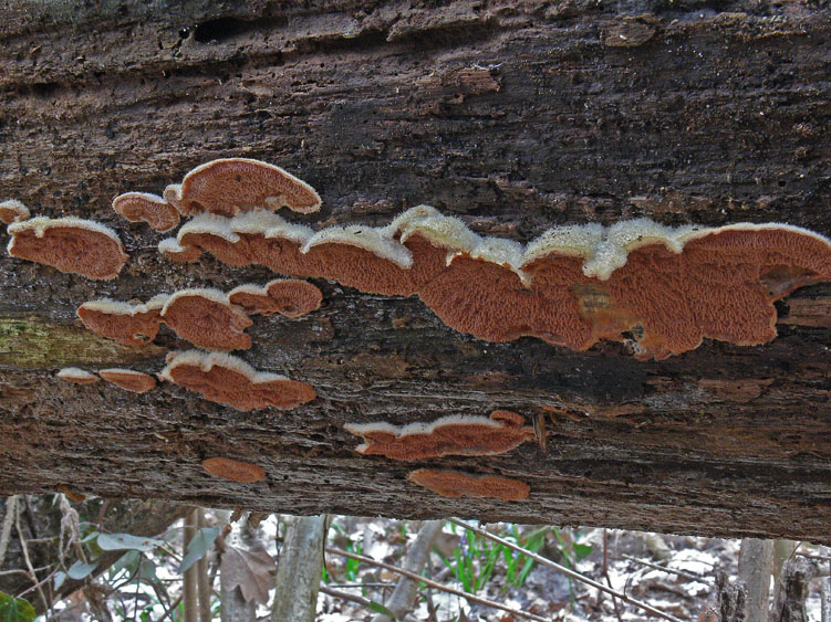 Merulius tremellosus  Schrad.