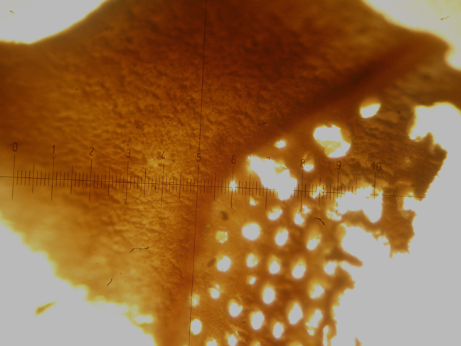 Da determinare  (Bjerkandera fumosa)