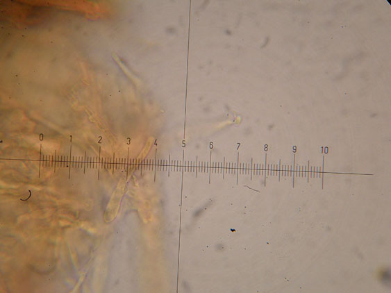 Corticioide - (Hyphodontia gossypina)