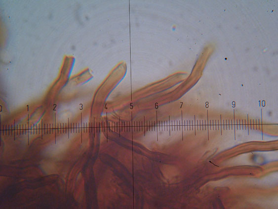 Phellinus punctatus