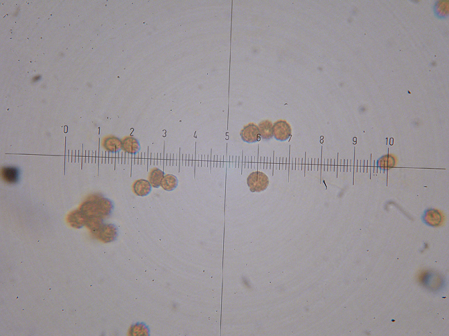 Tulostoma fimbriatum?