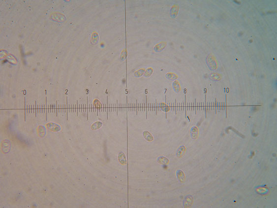 Da determinare (Phanerochaete leprosa)