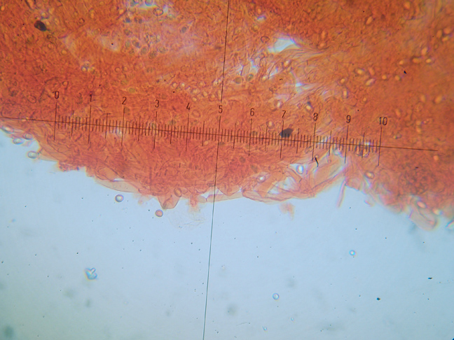 Melanoleuca da determinare