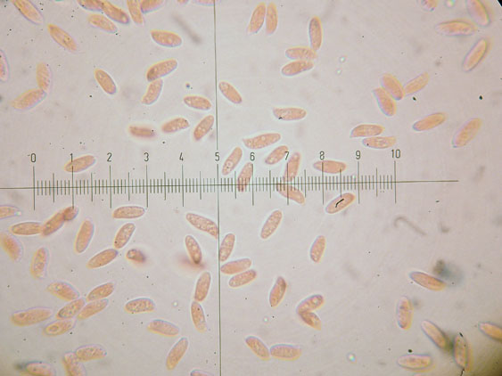 Polyporaceae da determinare (Datronia mollis)